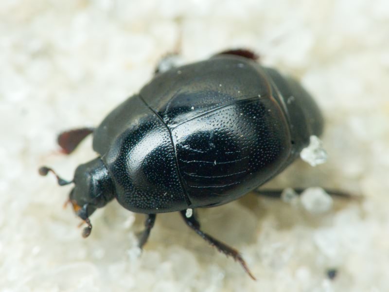 Saprinus lautus Erichson, 1839